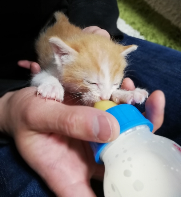 哺乳瓶からミルクを飲む幼い猫