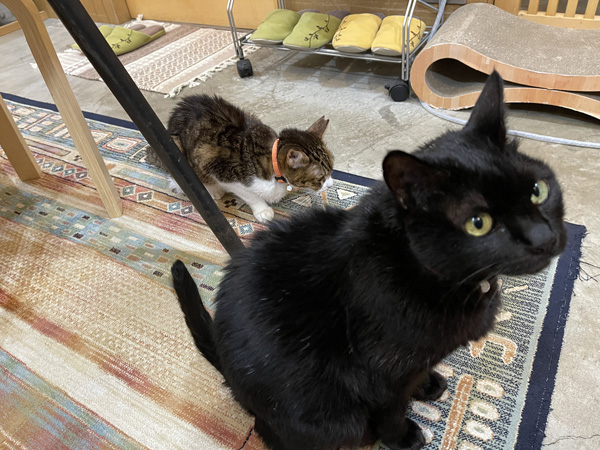 可愛い2匹の猫写真　黒猫とキジシロ