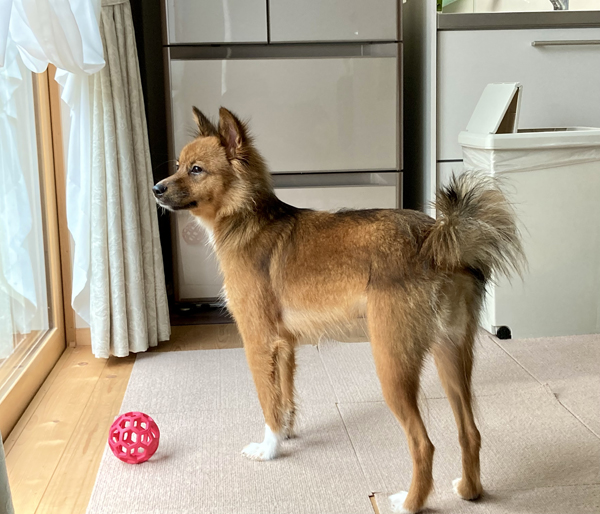 中型犬のレディがすらりとした足ですくっと立っている写真。窓の外に興味を持っているようで、しっぽは楽し気に巻き上がっている。足元には赤いボールのおもちゃ。