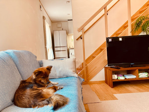 リビングのソファで愛犬がくつろいでいる写真。茶色に黒が少し入ったやや長毛の中型犬。
階段を挟んだ奥にはダイニングの冷蔵庫などが見える。