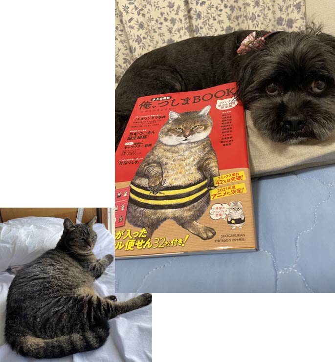 「俺、つしま」ファンブックと黒い愛犬の写真に実家のキジトラ猫の写真を添えてある